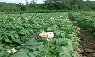 Картопля: вирощування і догляд на дачній ділянці