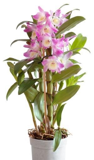 Дендробіум - орхідеї, які піднімають настрій