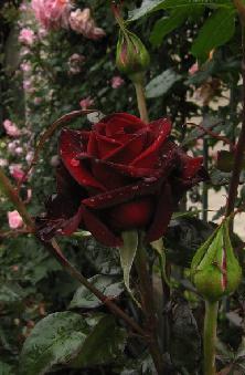 сорт троянди блек Меджік 