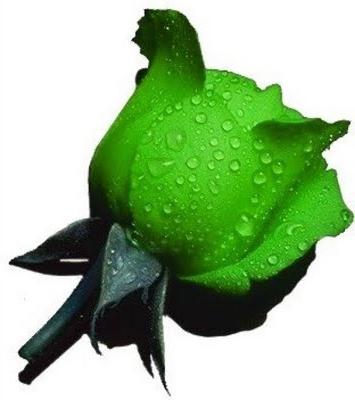 Зелені троянди - подарунок від селекціонерів