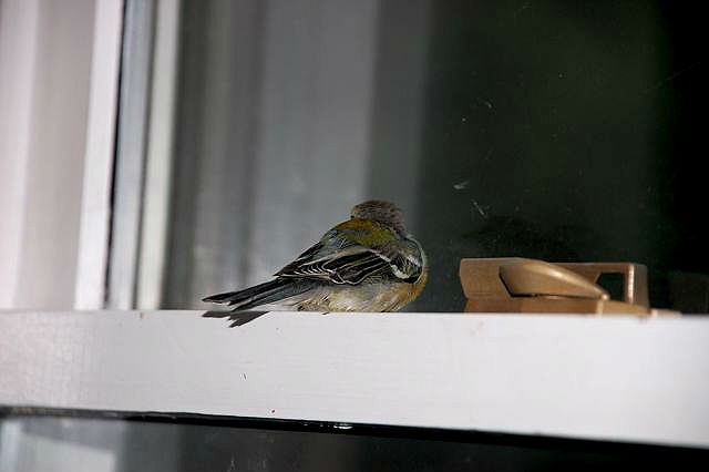 Почему птица стучит в окно. Птички на окна. Птица залетела в дом. Птица влетела в окно. Жаворонок залетел.