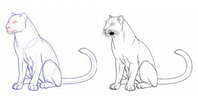 Як намалювати пантеру: керівництво для новачків
