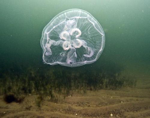 медуза гідроїд