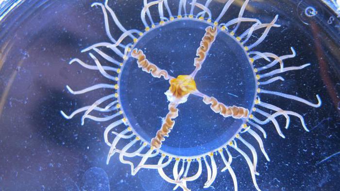 Медуза-хрестовик: опис, фото. Що робити, якщо вкусила медуза-хрестовик?