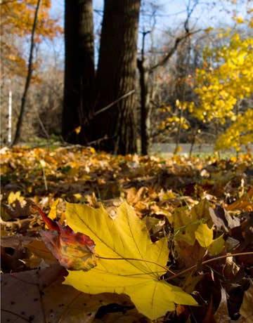 Чому листя жовтіє восени? Дізнаємося!
