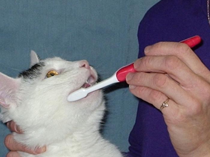скільки зубів у кішок