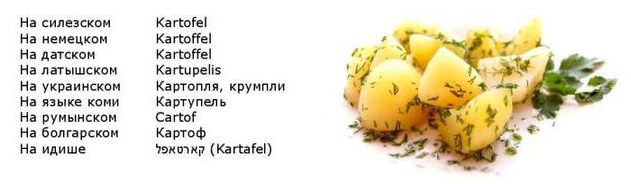 Текст земляные яблоки. Картофель на разных языках. Картошка на других языках. Название картофеля в разных странах.