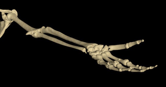 Скільки кісток в руці людини? розбираємося разом